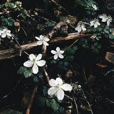 small white flowers blooming on the ground next to some branches and leaves in the woods