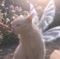 a white cat sitting on top of a dirt road next to a flower filled field