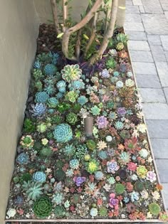 an assortment of succulents and plants in a planter on the side of a building