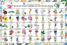 the official flowers of the united states are shown in this poster, which includes different types of flowers and their names