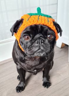 a small black pug wearing an orange knitted hat with a pumpkin on it