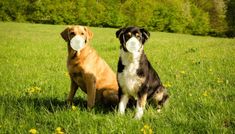 two dogs sitting in the grass wearing masks