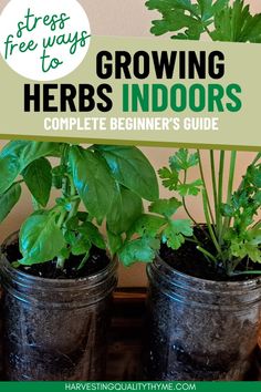 three potted plants with text overlay that says, 5 free ways to growing herbs indoors complete beginner's guide