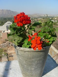 a potted plant with red flowers on top of a building overlooking a valley and mountains