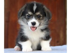 a black and white puppy sitting on top of a bed