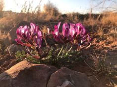 some purple flowers are growing out of the rocks