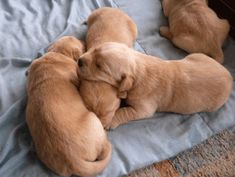 two puppies cuddling together on a bed