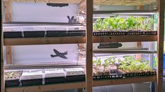 an indoor greenhouse with plants growing in the shelves and on the shelf is a small airplane