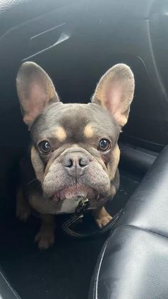 a small dog sitting in the back seat of a car with its tongue hanging out