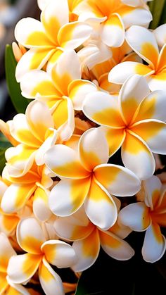 yellow and white flowers with green leaves in the background