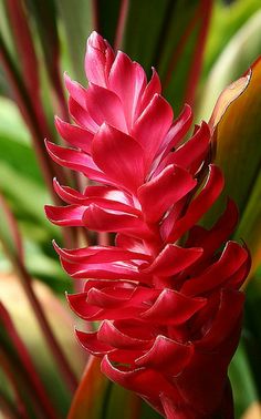 a red flower with green leaves in the background