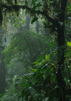 . Plant Rain Aesthetic, Tropical Rain Forest Aesthetic, Jungle Astethic, Tropical Plants Aesthetic, Lush Forest Aesthetic, Castaway Aesthetic, Tropical Forest Aesthetic, Tropical Rainforest Aesthetic, Rain Nature Aesthetic