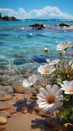 some white flowers are on the sand by the water's edge with rocks and pebbles