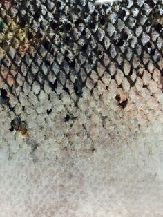 a close up view of a fish's skin