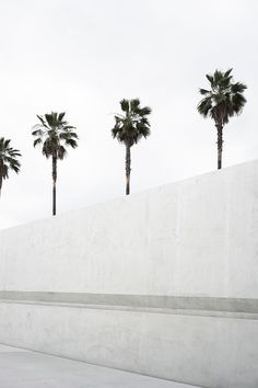 a man riding a skateboard down the side of a cement wall next to palm trees