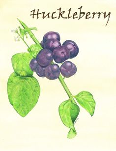 an illustration of a bunch of grapes on a branch with leaves and the words huckleberry