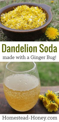 dandelion soda made with a ginger bug