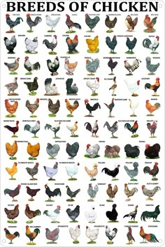 a poster with many different types of chickens on it's back side and the words, breeds of chicken