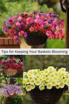 four hanging baskets of petunias Wilted Flowers, Unique Garden Ideas, Hanging Flower Baskets, Yard Landscape, Unique Gardens, Hanging Basket