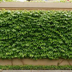 a large green hedge next to a sidewalk