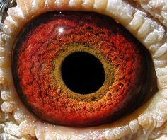 an extreme close up shot of the eye of a dragon or reptiled animal