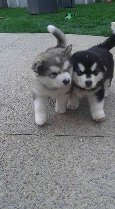 two husky puppies standing next to each other on a sidewalk with grass in the background