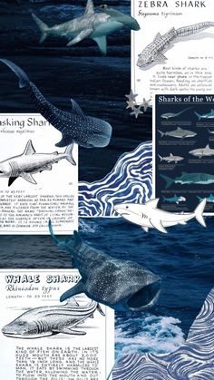 several different types of sharks are shown in this graphic art work, including one shark and two