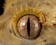 the eye of a gecko is seen in this close up photo, with its yellow and brown markings