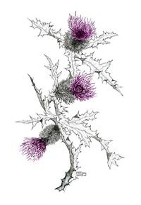 an ink drawing of thistle flowers on a white background