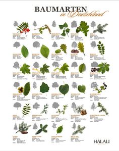 an illustrated poster with different types of leaves