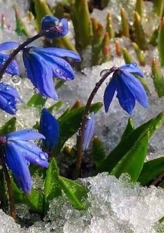 some blue flowers are growing out of the snow