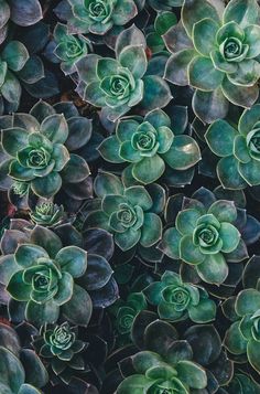 many green plants are growing together in the garden, and they look like succulents