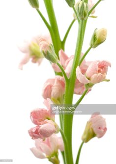 pink flowers with green stems against a white background stock - fotografie