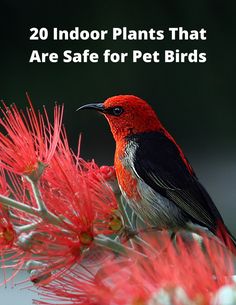 a bird sitting on top of a red flower next to the words 20 indoor plants that are safe for pet birds