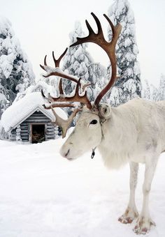 a white reindeer with large antlers standing in the snow next to a log cabin