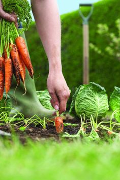 a person is holding carrots in their hands and digging them into the ground with other vegetables