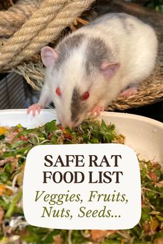 a rat eating food out of a bowl with the caption safe rat food list veggies, fruits, nuts, seeds