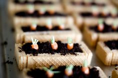 small trays filled with tiny carrots and dirt