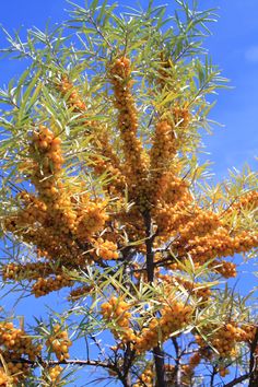 an orange tree with lots of fruit on it's branches and blue sky in the background