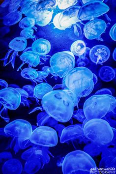 many jellyfish are glowing in the dark blue light at the ocean's aquarium