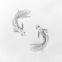 two black and white koi fish swimming in the water