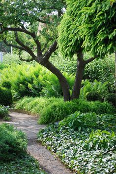 a path in the middle of a lush green garden