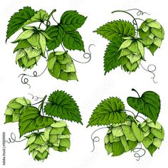 green hops with leaves on white background, clipart - free image 38879