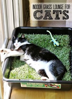 a black and white cat laying in a litter box on the ground with green grass