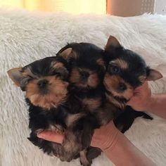 three small puppies are being held in their owner's hands