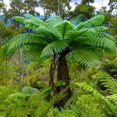 a large fern tree in the middle of a forest