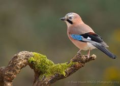 a blue and brown bird sitting on top of a moss covered tree branch in front of a blurry background