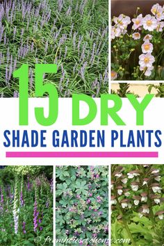 Dry Shade Plants (15 of the Best Perennials and Shrubs For Dry Shade Gardens) Low Water Shade Perennials, Shady Dry Garden Ideas, Colorado Shade Garden, Drought Tolerant Shade Plants, Dry Shade Garden Ideas, Semi Shade Garden Ideas, Plants For Full Shade, Shrubs For Dry Shade, Dry Shade Garden