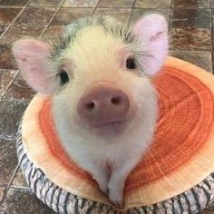 a small pig sitting on top of a cushion