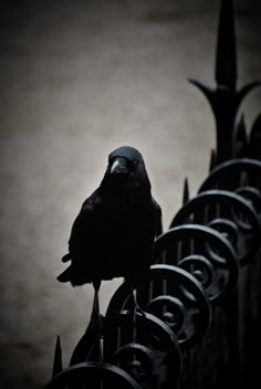 a black bird sitting on top of a metal fence